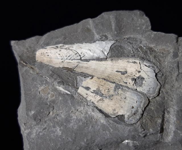 Pinna cf. hartmanni ZIETEN 1830 - Bild © FossNet FossilienStore